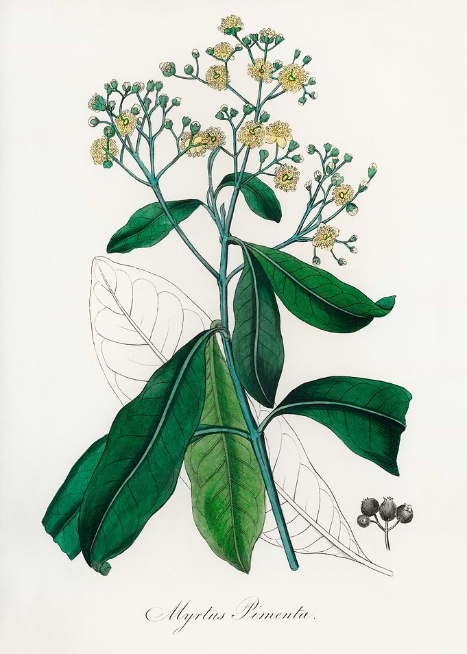 Pimenta Plant Illustration
