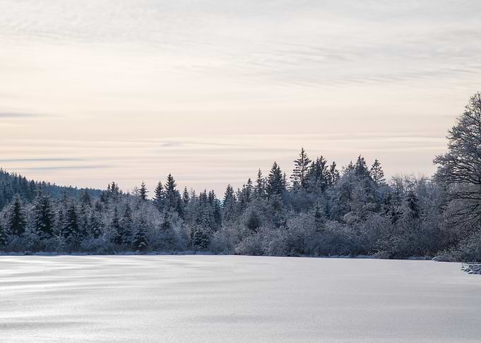 Pastel Snowy Pine Trees Dream #1