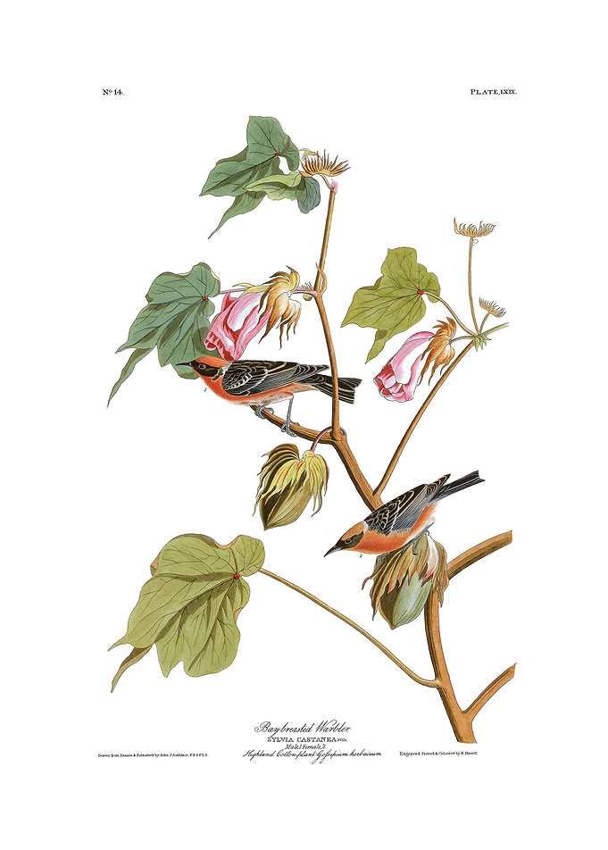 The Birds of America - Bay-breasted Warbler