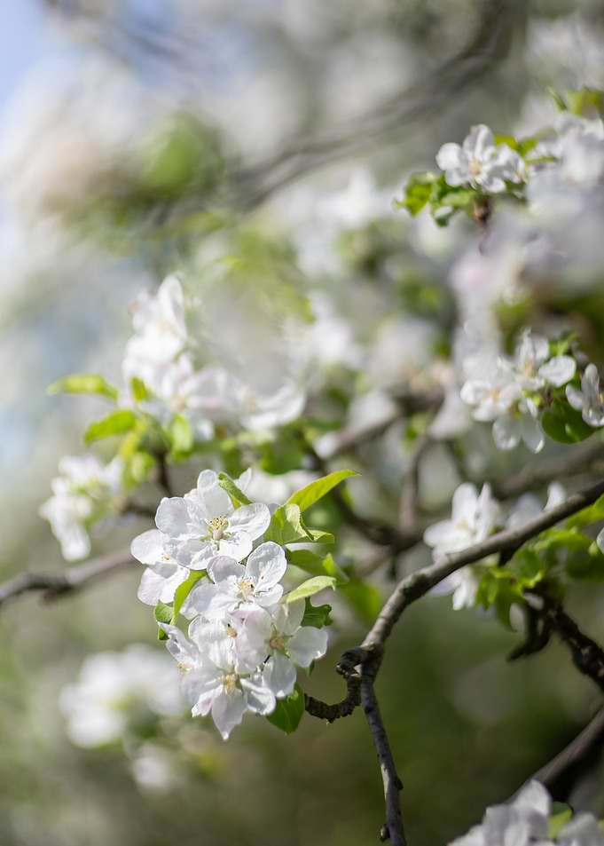 Apple Blossom Close-Up