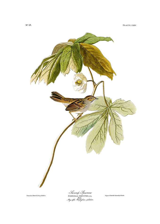 Swamp Sparrow