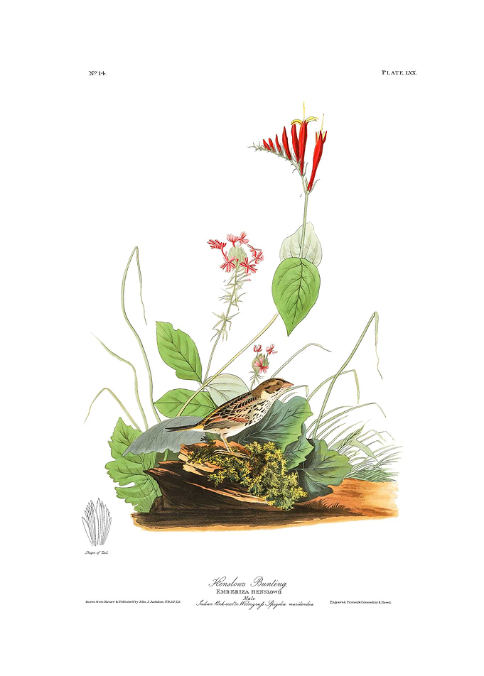 The Birds of America - Henslow's Bunting