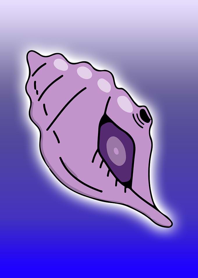 magic conch shell