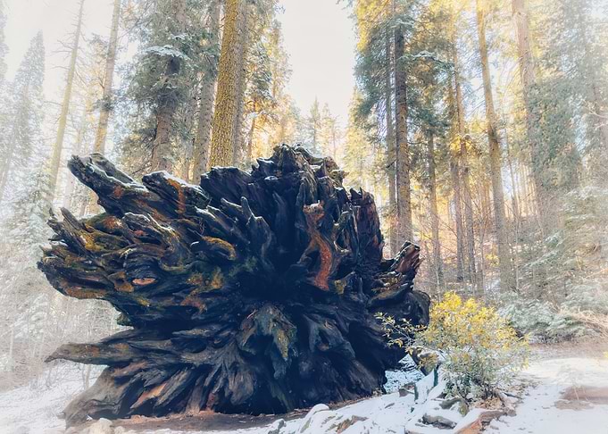 Giant Tree Roots
