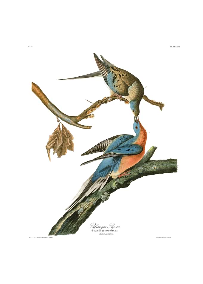 The Birds of America - Passenger Pigeon