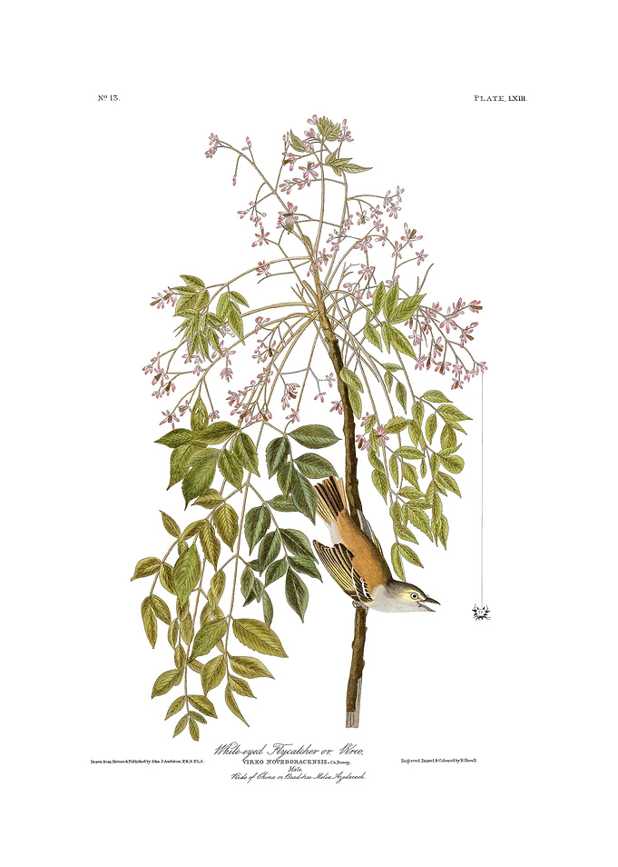 The Birds of America - White-eyed Flycatcher or Vireo