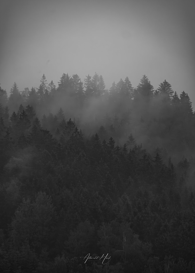 Misty Forest