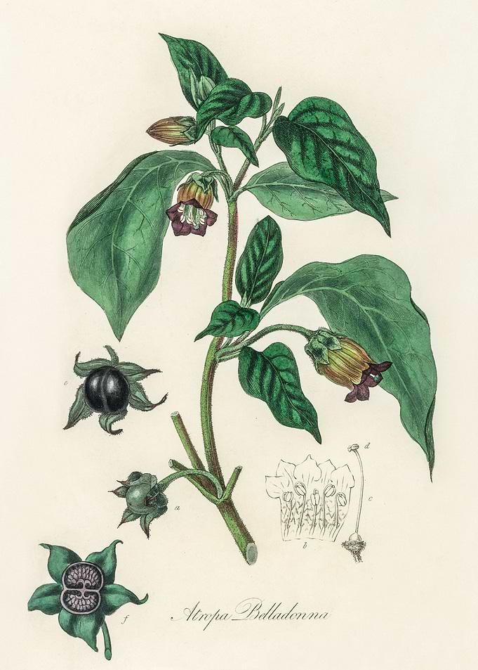 Deadly Nightshade Illustration