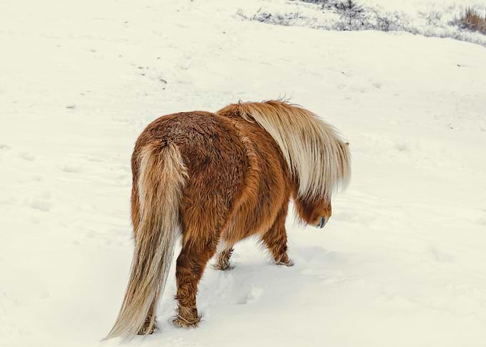 Pony in Winter