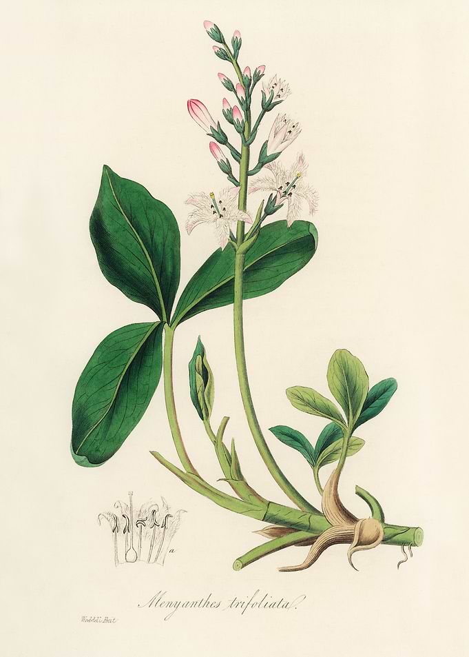 Botanical Illustration of Menyanthes Trifoliata