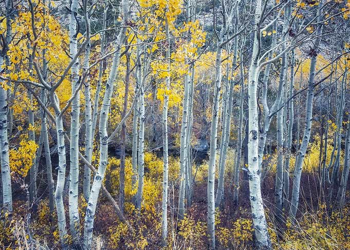 Aspen Grove in Autumn