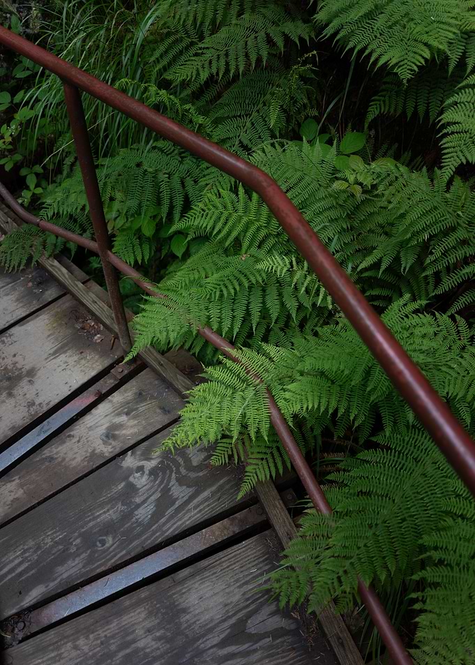 Wooden Bridge in Ferns