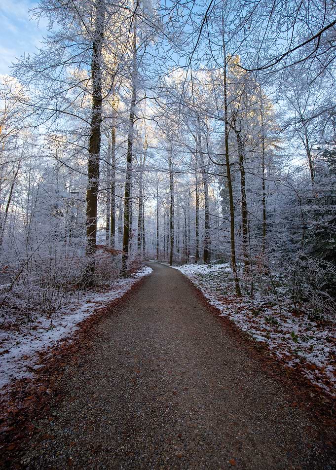 Snowy Forest Path