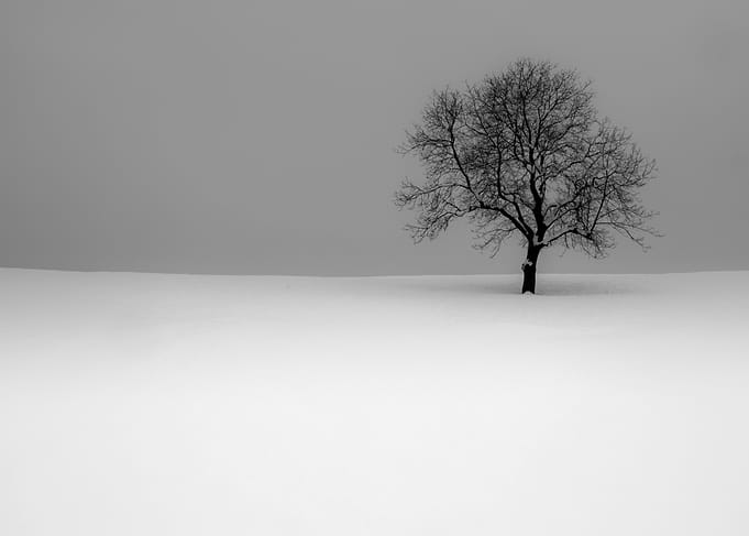Lone Tree in Winter