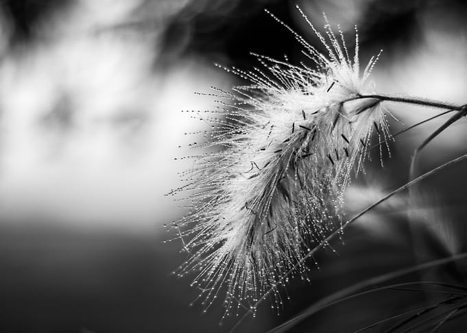 Dewy Grass Seed Head