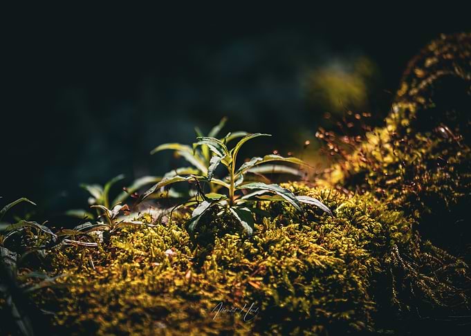 Green Plant on Moss