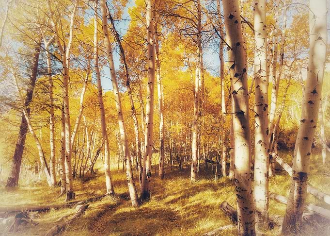 Golden Aspen Grove