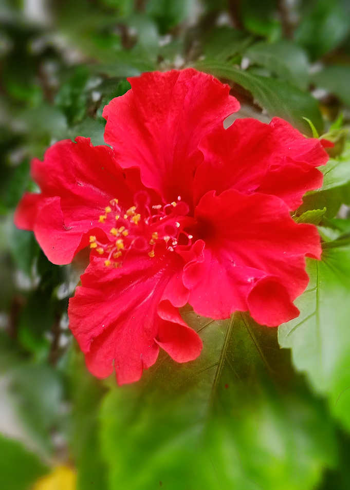Red Hibiscus Flower