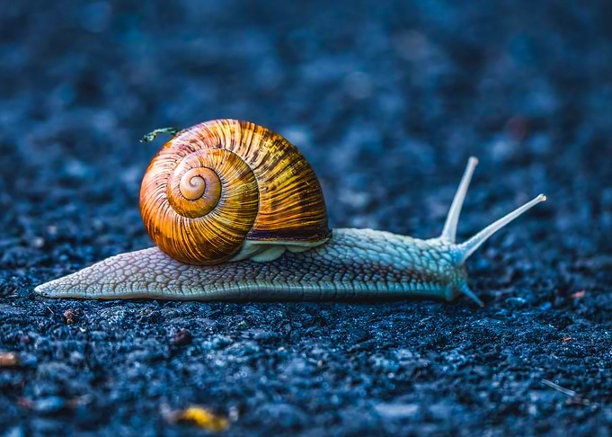 Snail on Blue Surface