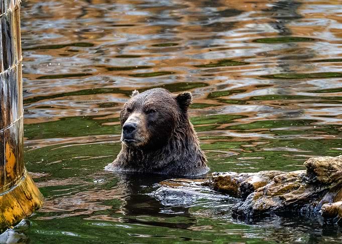 Brown Bear