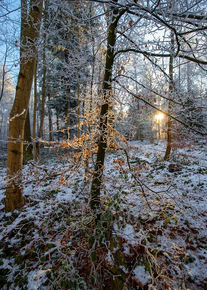 Snowy Forest Sunset