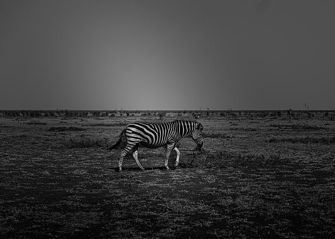 Zebra in the Savanna