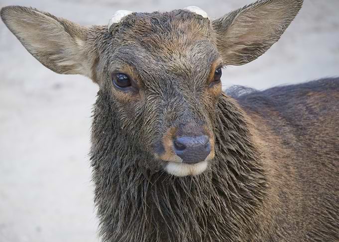 Close-up of a Deer