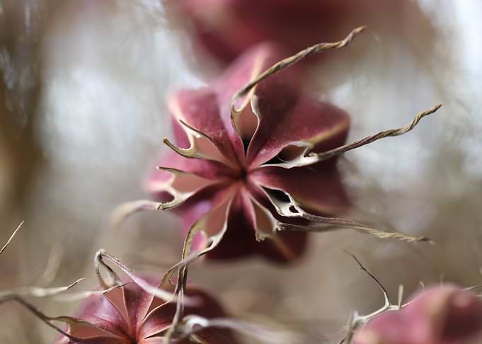 Dried Flower Close-Up