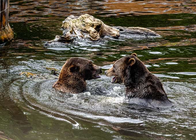 Two Bears