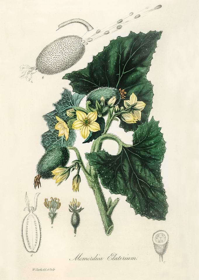 Momordica Elaterium Botanical Illustration
