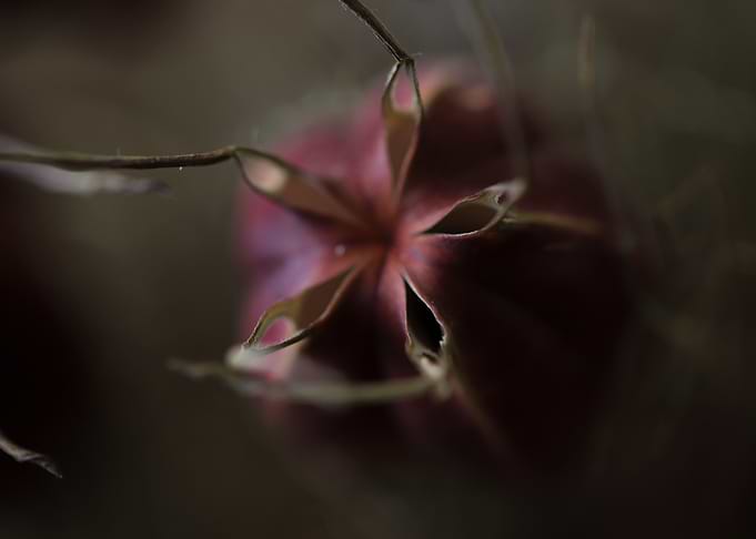 Close-up of a Flower Seed Pod