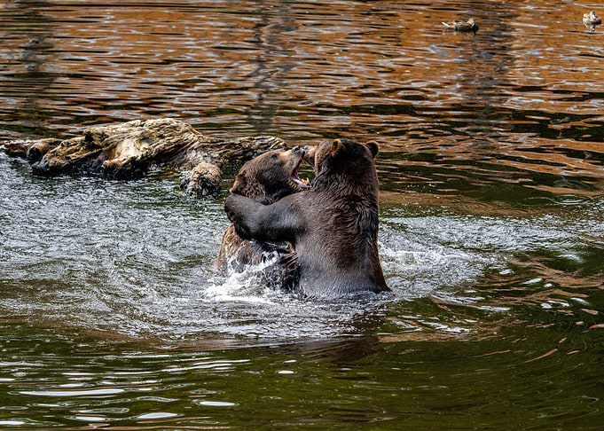 Alpha Bear Fight