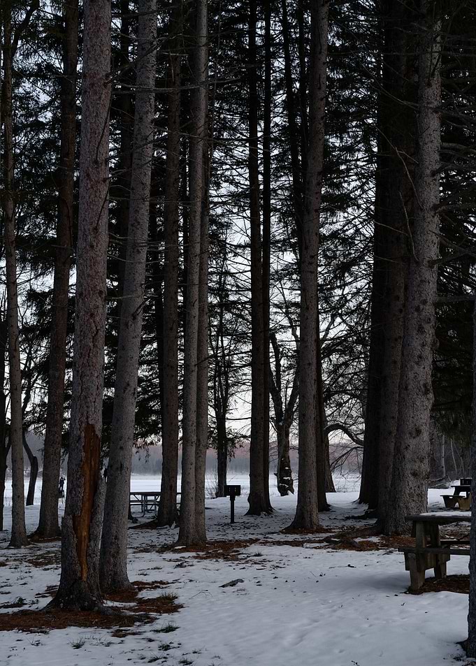 Snowy Forest Path