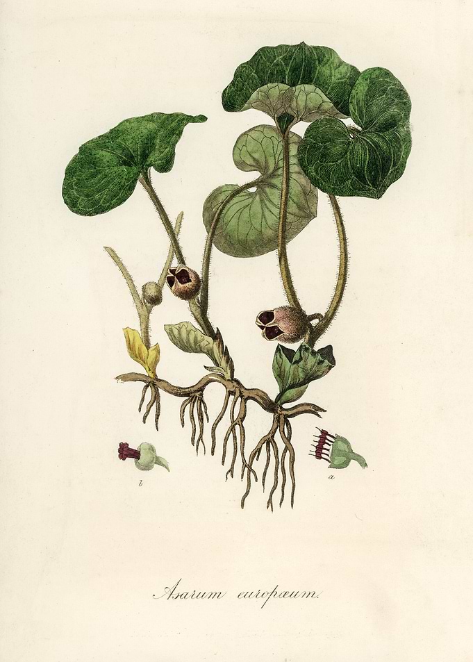 Asarum europaeum Illustration