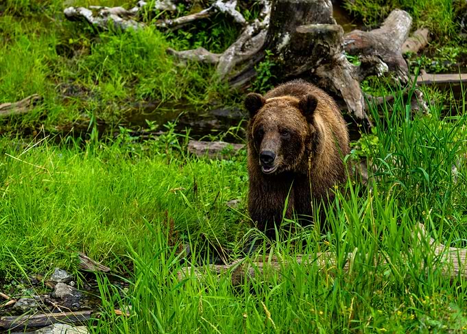 The Bear