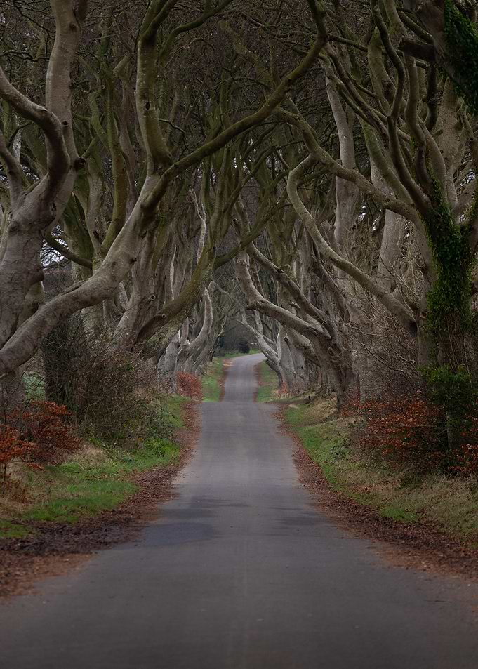 The Dark Hedges