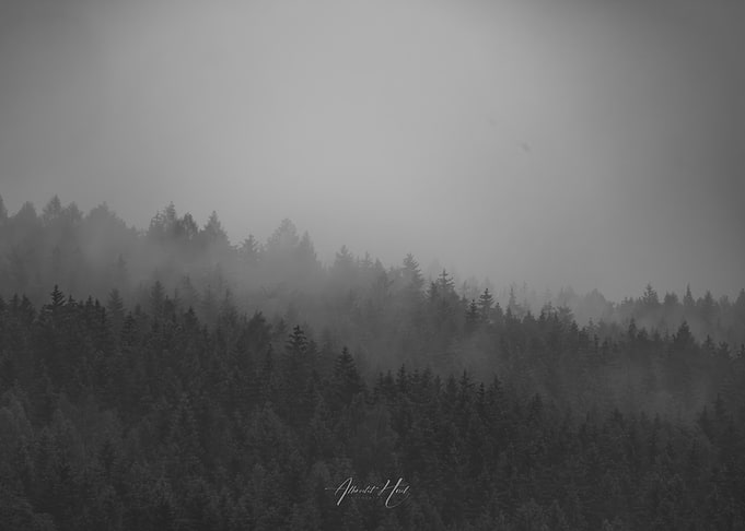 Misty Forest Landscape