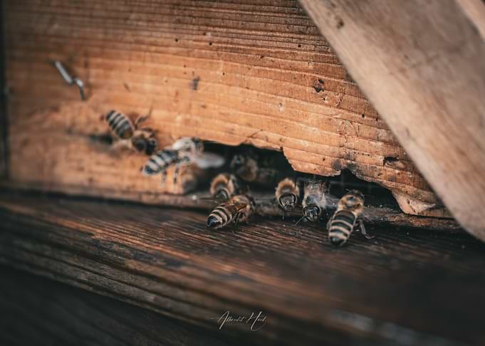 Bees Entering Hive