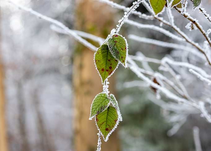 Frost-Covered Leaves