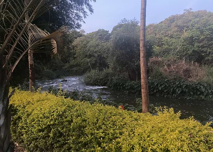 River in Lush Greenery