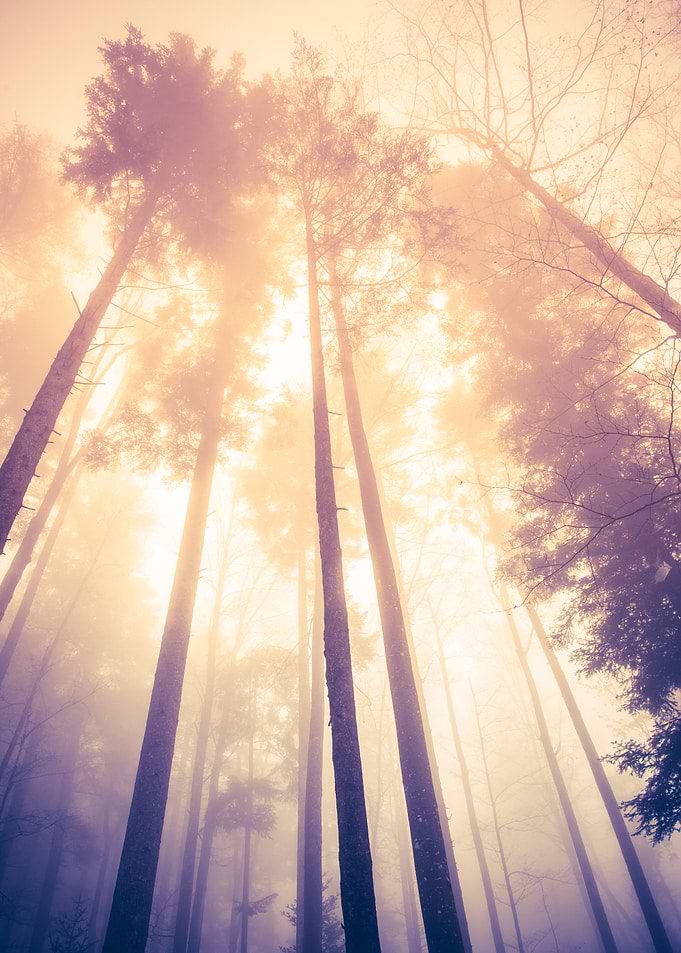 Misty Forest