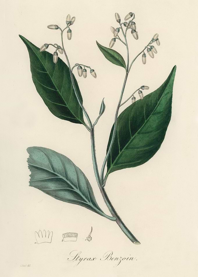 Styrax Benzoin Botanical Illustration