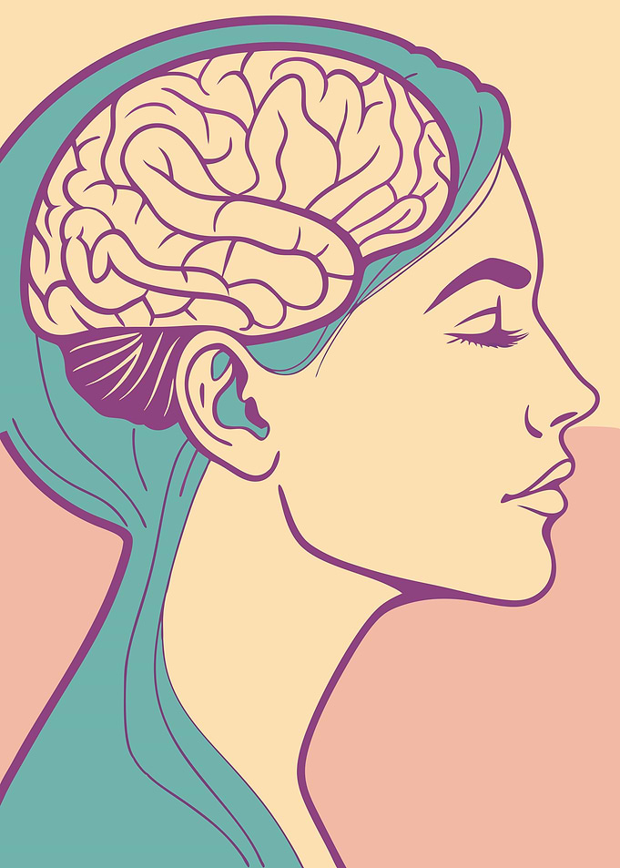 Brain Anatomy Illustration