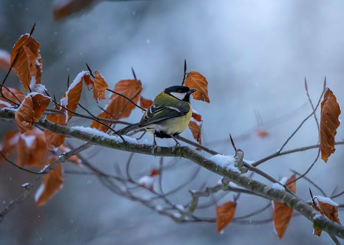 Great Tit on Snowy Branch