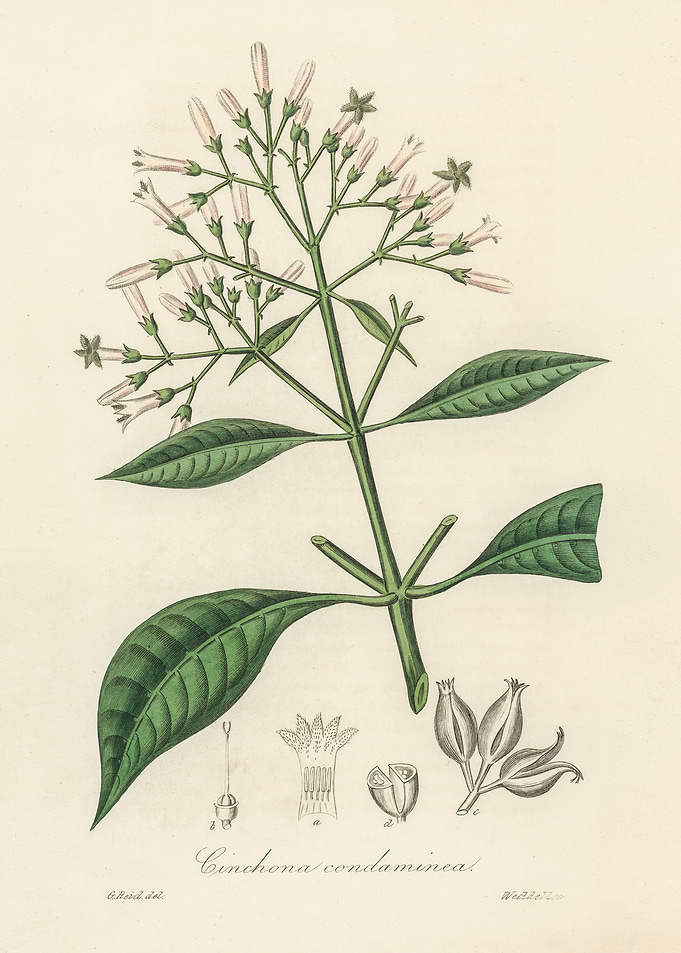Cinchona Condaminea Illustration