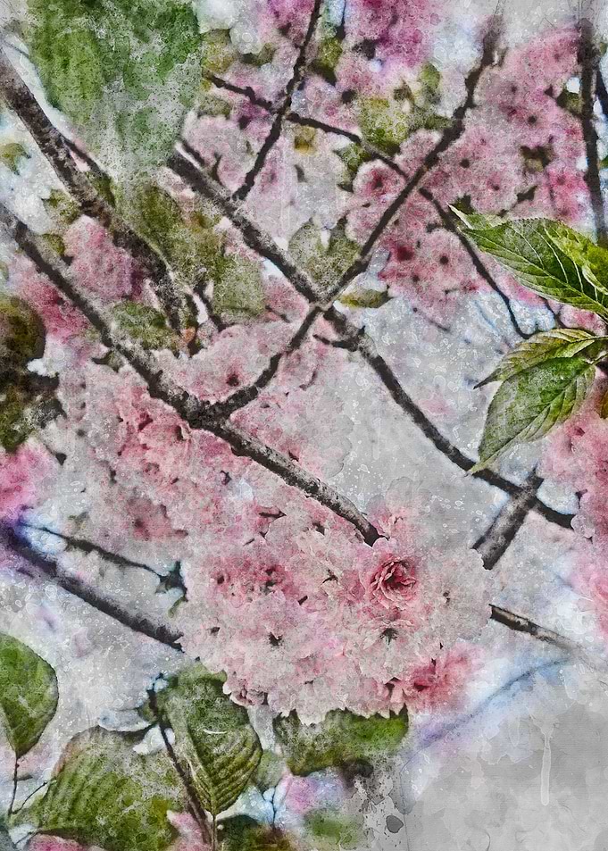 Watercolor Cherry Blossoms painting