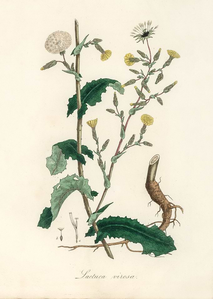 Lactuca Virosa Botanical Illustration