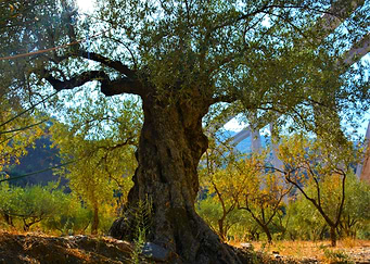 Ancient Andalusian Olive Tree