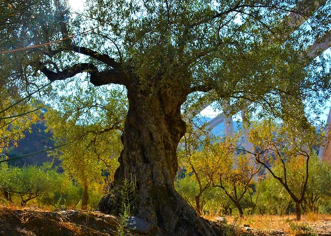 Ancient Andalusian Olive Tree