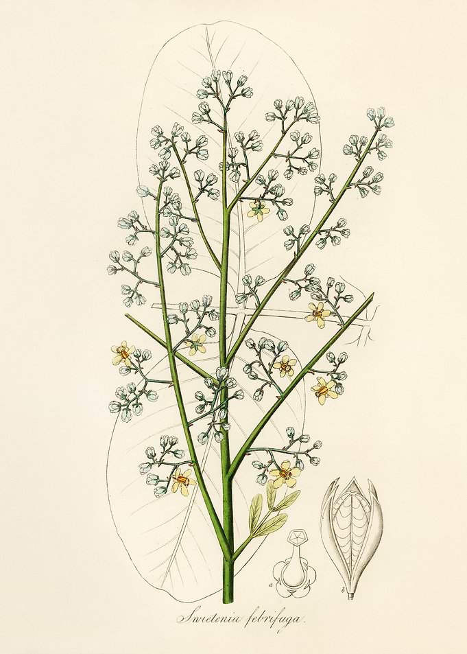 Sweetenia febrifuga Botanical Illustration